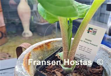 Hosta Chris' Pinky Present